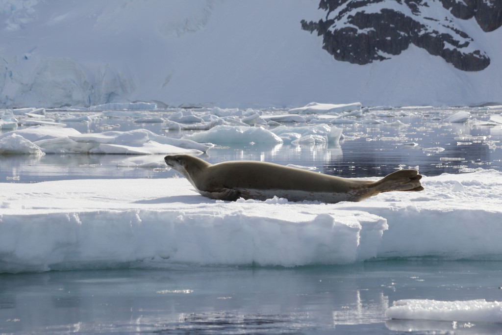 seal on ice Antarctica