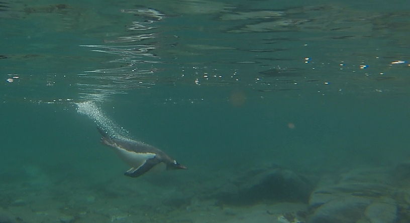 underwater penguin Antarctica