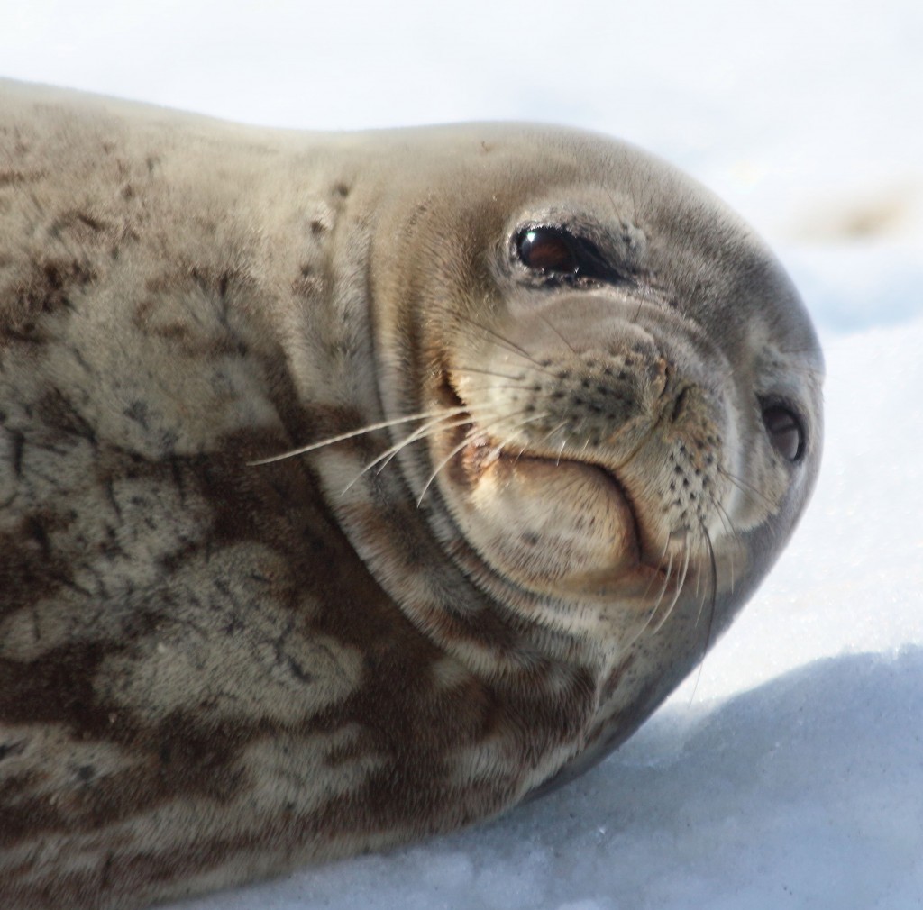 seal Antarctica