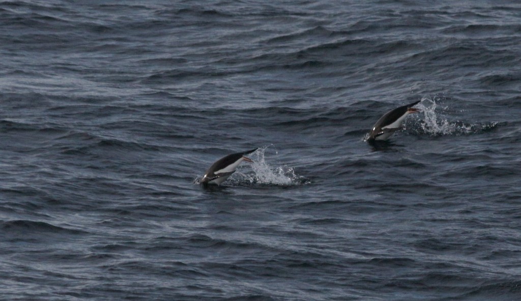 diving penguins Antarctica