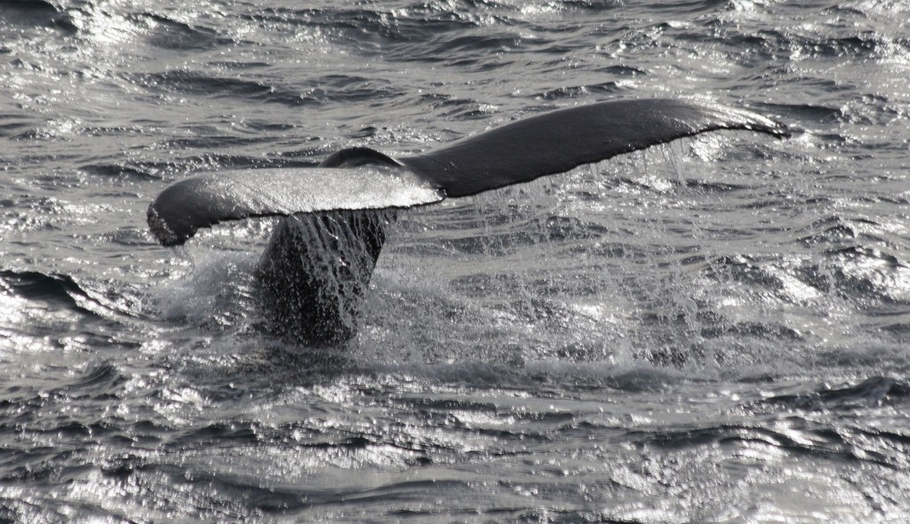 whale Antarctica