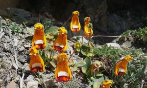 patagonia flowers