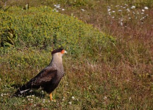 Bird at Torres del Paine Chile