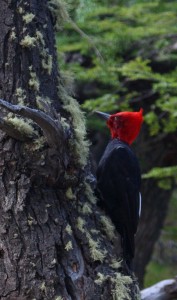 Andean Woodpecker