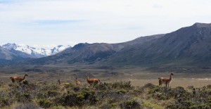 Patagonia