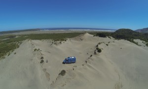 Cuthbert in the Chiloe dunes