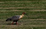 chiloe birds