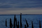 chiloe birds