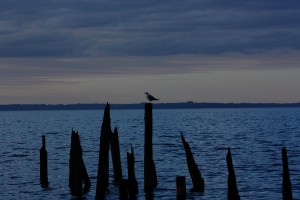 chiloe birds