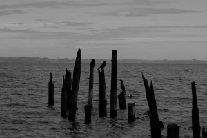 Chiloe birds