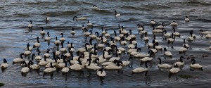 Chiloe birds