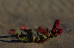 Dunes Chiloe Chile