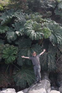 Big rhubarb :-)