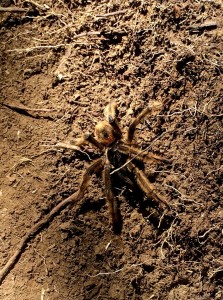 spider in chile