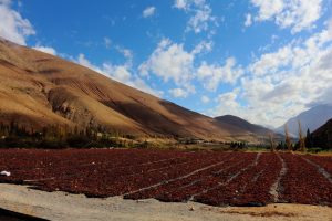 Pisco grape drying