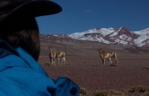 Vicuna watching