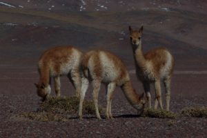 baby vicunas