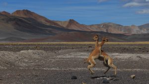 Vicunas - having a go!