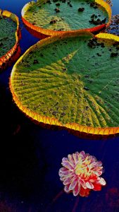 lillies pantanal brazil