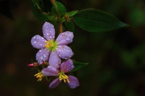 flowers brazil