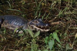 caiman pantanal brazil