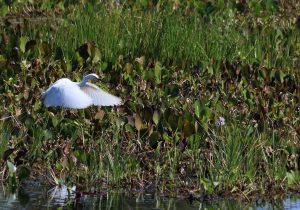 bird brazil pantanal