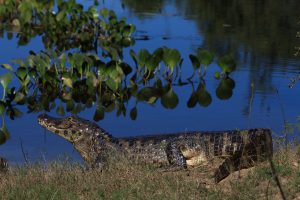 caiman pantanal brazil