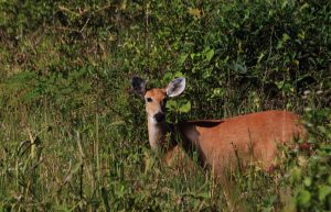 deer pantanal brazil