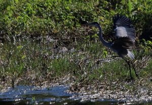 bird brazil pantanal