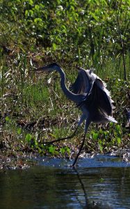 bird brazil pantanal