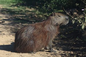 capybara pantanal brazil