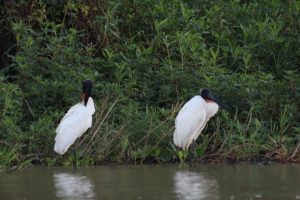 bird brazil pantanal