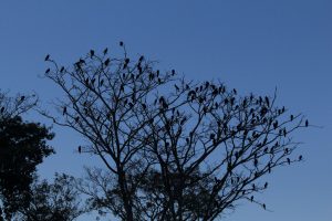 bird brazil pantanal