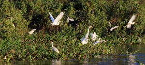 bird brazil pantanal