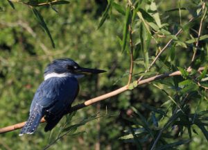 bird brazil pantanal