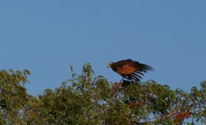 bird brazil pantanal