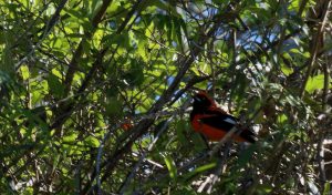 bird brazil pantanal