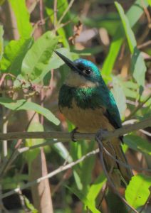 bird brazil pantanal