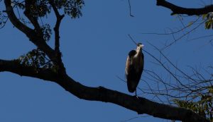 bird brazil pantanal