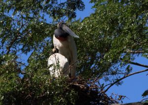 bird brazil pantanal