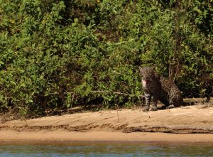 jaguar pantanal brazil