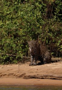 jaguar pantanal brazil