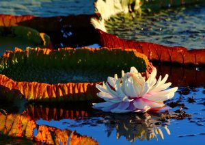 lillies pantanal brazil