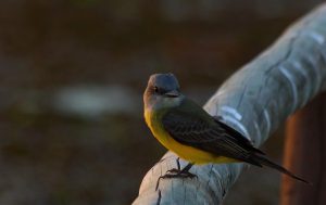 bird brazil pantanal