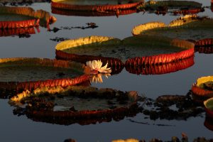 lillies pantanal brazil