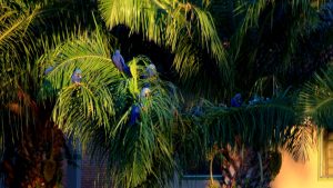 macaws pantanal brazil