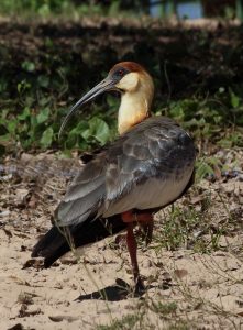 bird brazil pantanal