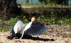 bird brazil pantanal