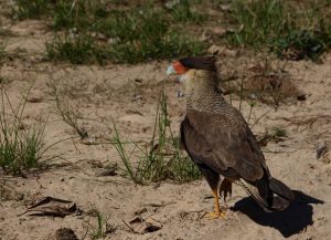 bird brazil pantanal