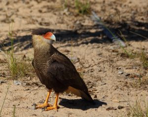 bird brazil pantanal